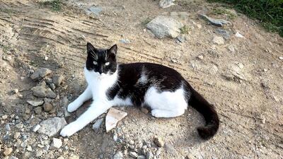 Jenny - Ausgeglichene Katzendame, ca. 1 Jahr, Mischling - Katze