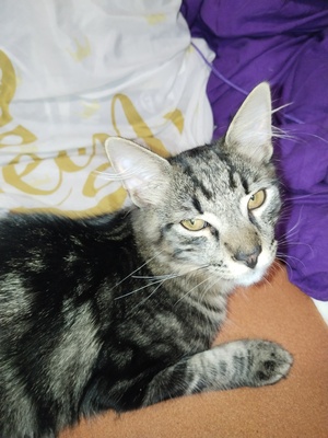 Jerry, Maine Coon Tigerkarter Jungtier - Kater