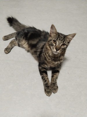 Jerry, Maine Coon Tigerkarter Jungtier - Kater
