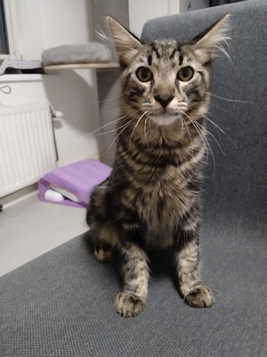 Jerry, Maine Coon Tigerkarter Jungtier - Kater