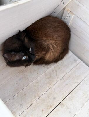 Jesus geb. März 24, ELH - Kater