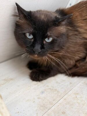 Jesus geb. März 24, ELH - Kater