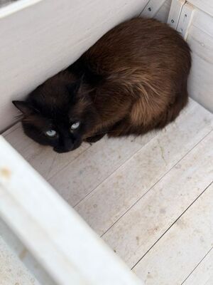 Jesus geb. März 24, ELH - Kater
