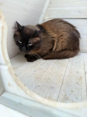 Jesus geb. März 24, ELH - Kater