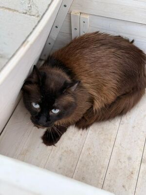 Jesus geb. März 24, ELH - Kater