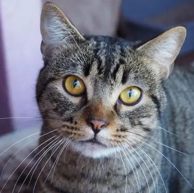 Jim mit den goldenen Augen, EKH - Kater