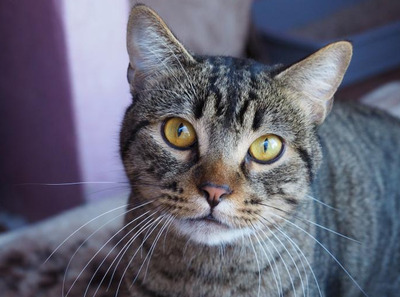 Jim mit den goldenen Augen, EKH - Kater