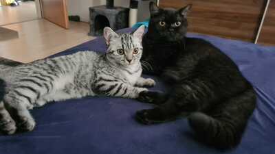 Jimmy und Heidi, BKH - Kater