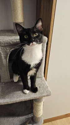 Jimmy und Joe, Mischling Jungtier - Kater