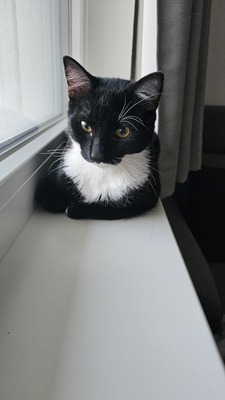 Jimmy und Joe, Mischling Jungtier - Kater