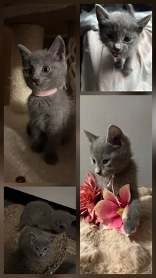 Jin Shisui und Jony O of Mystic-Cypsy, Russisch blau Jungtier - Kater