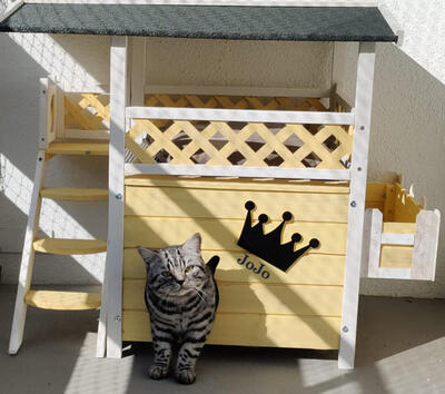 JoJo, Britisch Kurzhaarkatze Jungtier - Kater