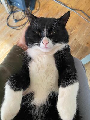 Johnny, Mischling - Kater