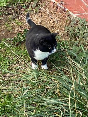 Johnny, Mischling - Kater