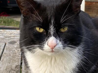 Johnny, Mischling - Kater