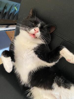 Johnny, Mischling - Kater