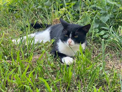 Johnny, Mischling - Kater