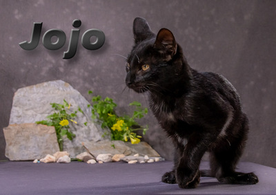 Jojo (weibl.) - eine verspielte Schmusemaus, Mix - Katze