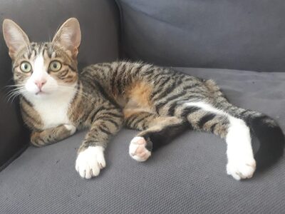 Joker und Jolie, Mischling Jungtier - Kater