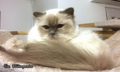 Jolie, Heilige Birma - Katze