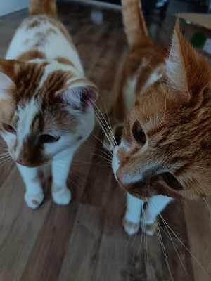 Jon, Findus, Bauernhofkater - Kater