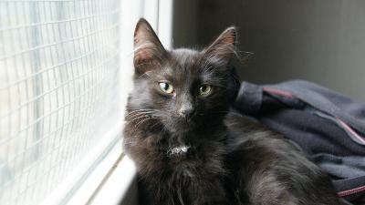 Jonas, Mischling Jungtier - Kater