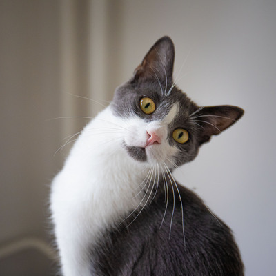 Jonik, Europäische Kurzhaarig Jungtier - Kater
