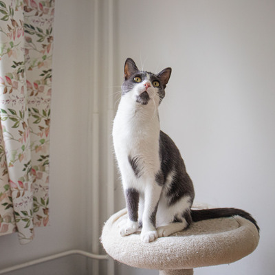 Jonik, Europäische Kurzhaarig Jungtier - Kater