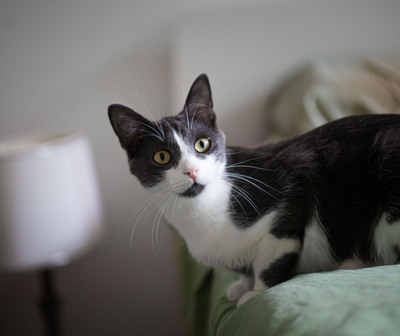 Jonik, Europäische Kurzhaarig Jungtier - Kater