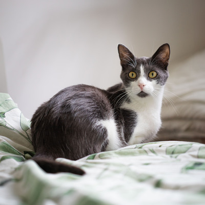 Jonik, Europäische Kurzhaarig Jungtier - Kater