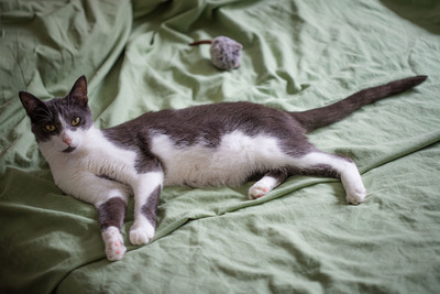 Jonik, Europäische Kurzhaarig Jungtier - Kater