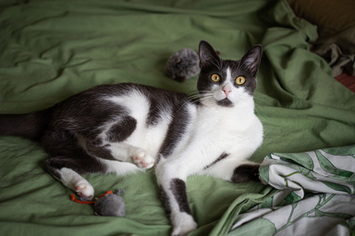 Jonik, Europäische Kurzhaarig Jungtier - Kater