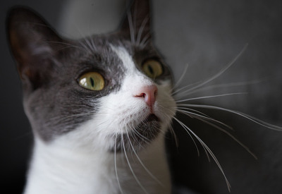 Jonik, Europäische Kurzhaarig Jungtier - Kater