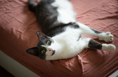 Jonik, Europäische Kurzhaarig Jungtier - Kater
