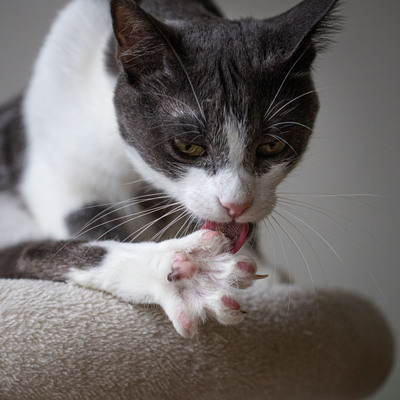 Jonik, Europäische Kurzhaarig Jungtier - Kater