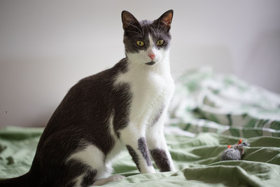 Jonik, Europäische Kurzhaarig Jungtier - Kater