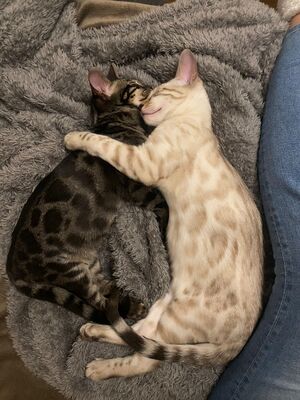 Jonsi + Freya, Bengal Jungtier - Kater