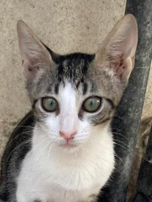 Jope (geb. April 2026) - EKH-Kater, EKH - Kater