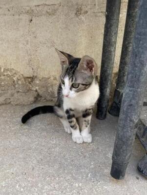 Jope (geb. April 2026) - EKH-Kater, EKH - Kater