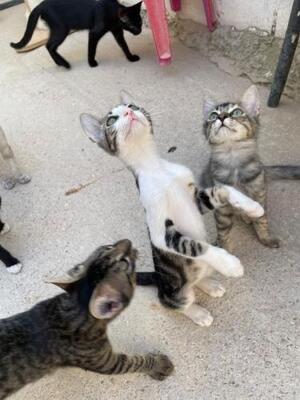 Jope (geb. April 2026) - EKH-Kater, EKH - Kater
