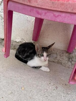 Jope (geb. April 2026) - EKH-Kater, EKH - Kater