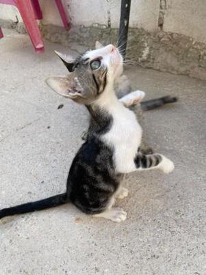 Jope (geb. April 2026) - EKH-Kater, EKH - Kater
