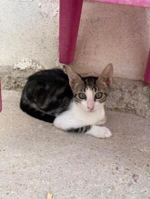 Jope (geb. April 2026) - EKH-Kater, EKH - Kater