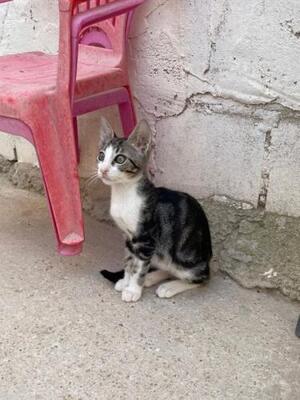 Jope (geb. April 2026) - EKH-Kater, EKH - Kater