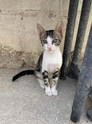 Jope (geb. April 2026) - EKH-Kater, EKH - Kater