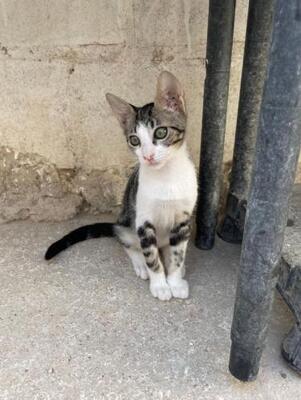 Jope (geb. April 2026) - EKH-Kater, EKH - Kater