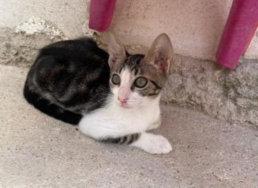 Jope (geb. April 2026) - EKH-Kater, EKH - Kater