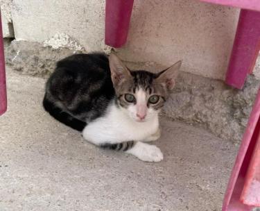 Jope (geb. April 2026) - EKH-Kater, EKH - Kater