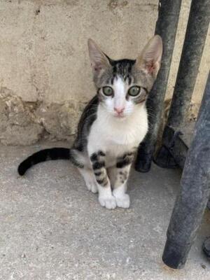 Jope (geb. April 2026) - EKH-Kater, EKH - Kater