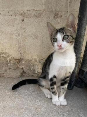 Jope (geb. April 2026) - EKH-Kater, EKH - Kater